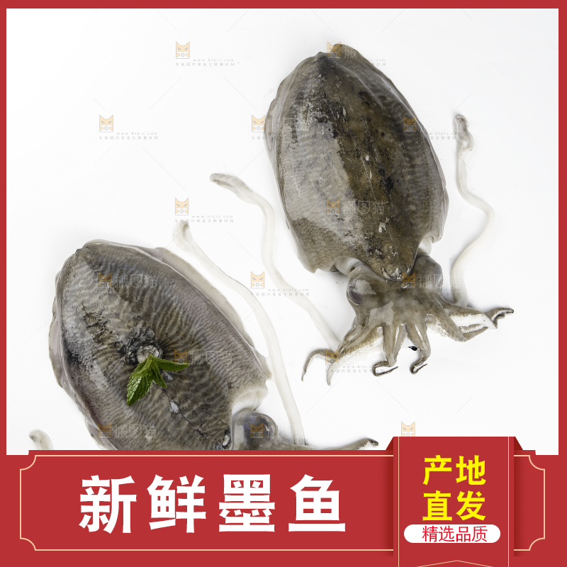 白底上放着北海墨鱼