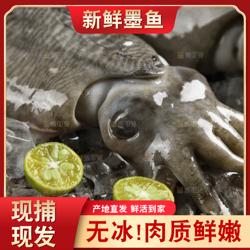木板里放着北海墨鱼