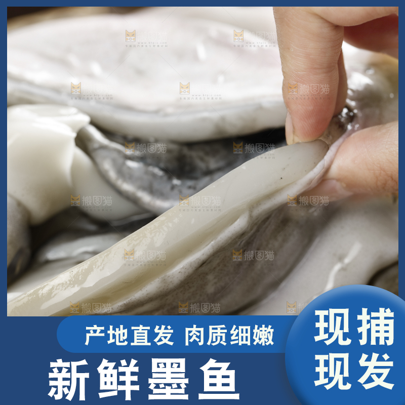 手拿着的野生大墨鱼