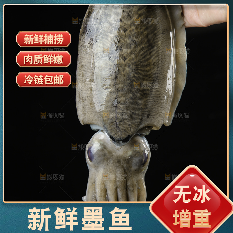 手上拿着北海墨鱼