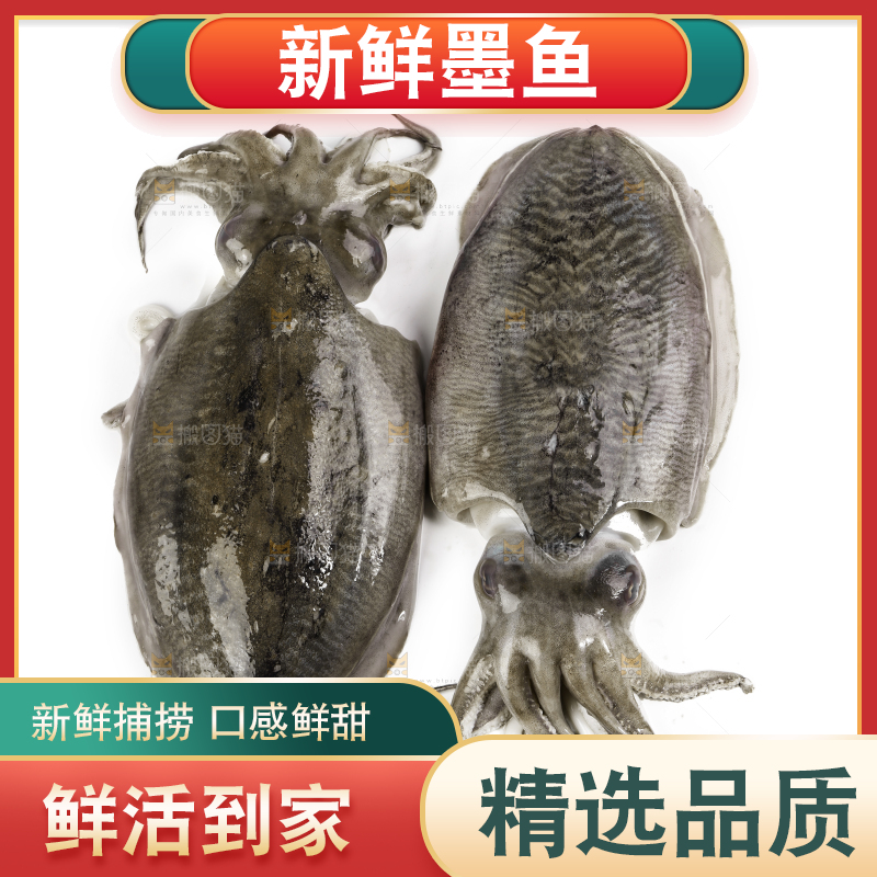 白底上放着北海墨鱼