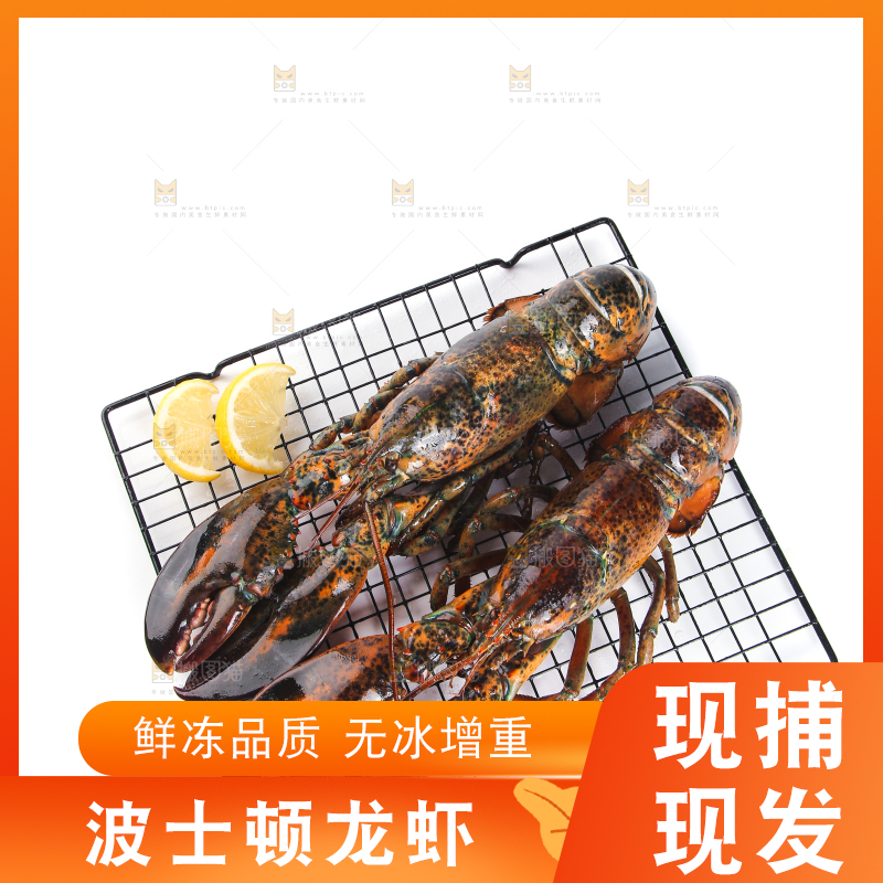 白底上放着波士顿大龙虾