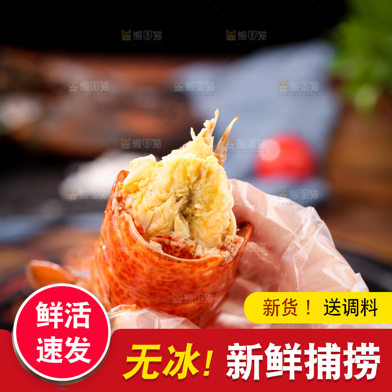 手上拿着澳洲龙虾