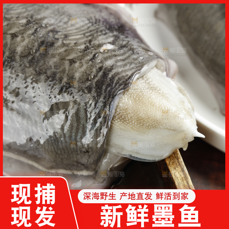 深底上放着北海墨鱼