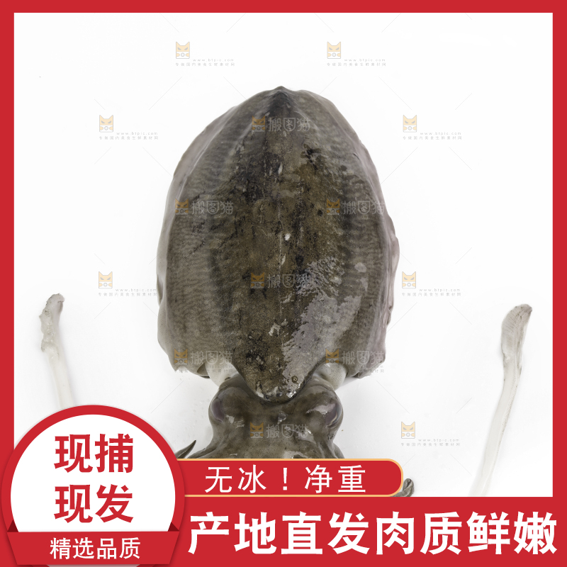 白底上放着北海墨鱼