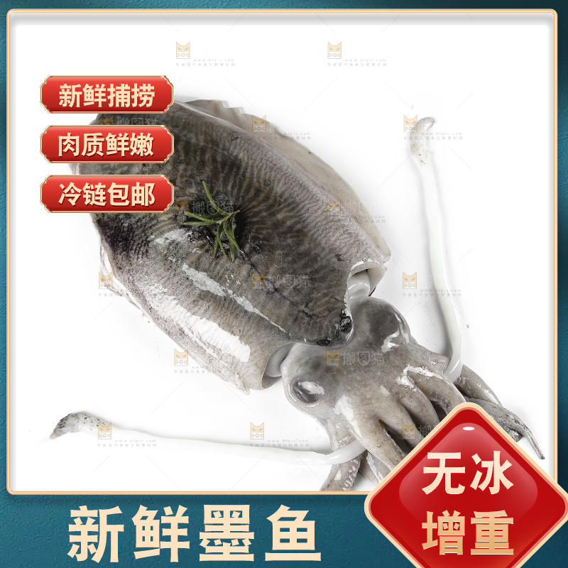 白底上放着北海墨鱼