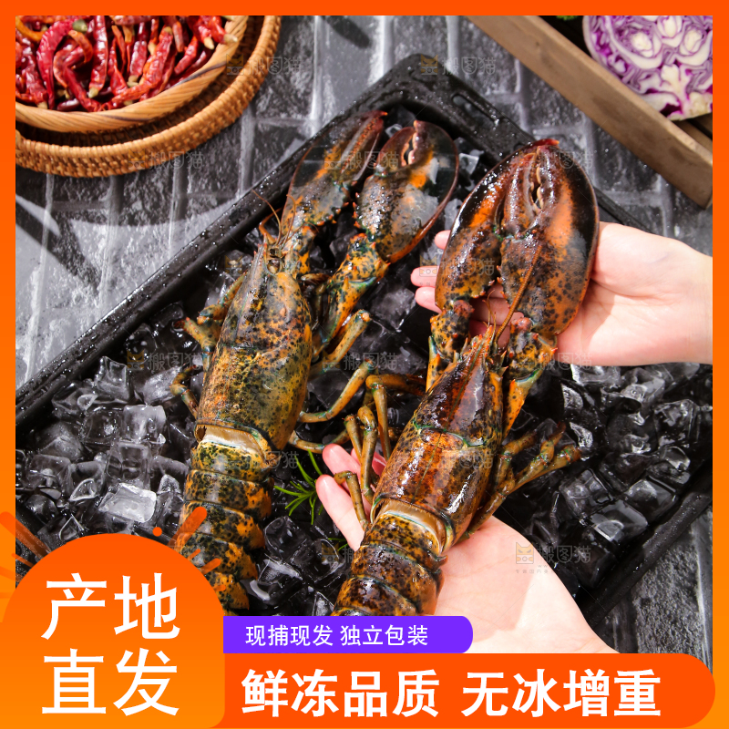 手上捧着的澳洲龙虾