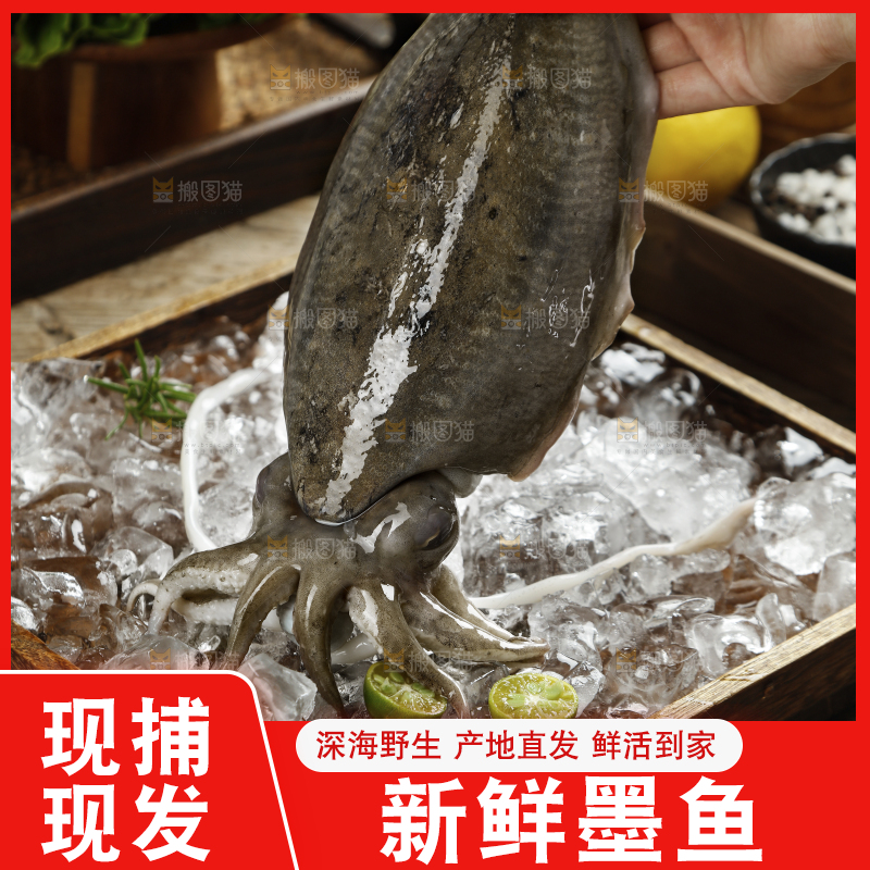手上拿着北海墨鱼