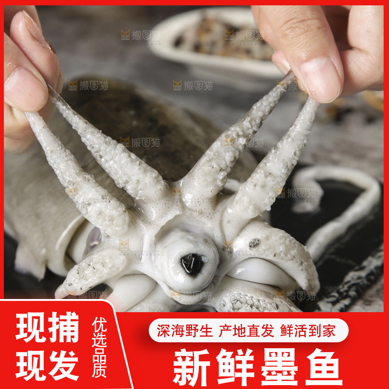 手上拿着墨鱼