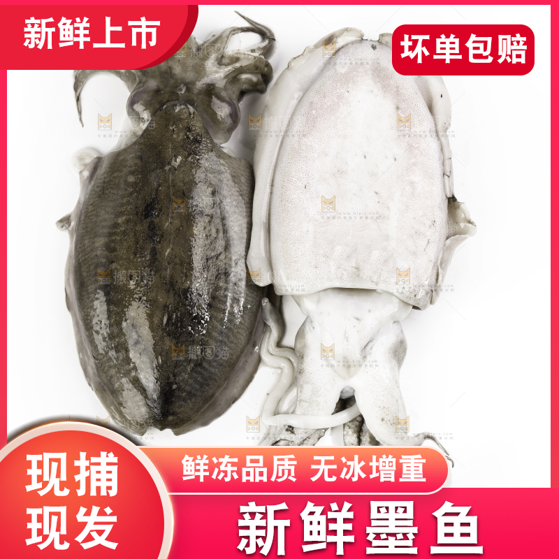 白底上放着北海墨鱼