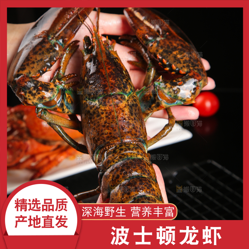 手上拿着波士顿大龙虾