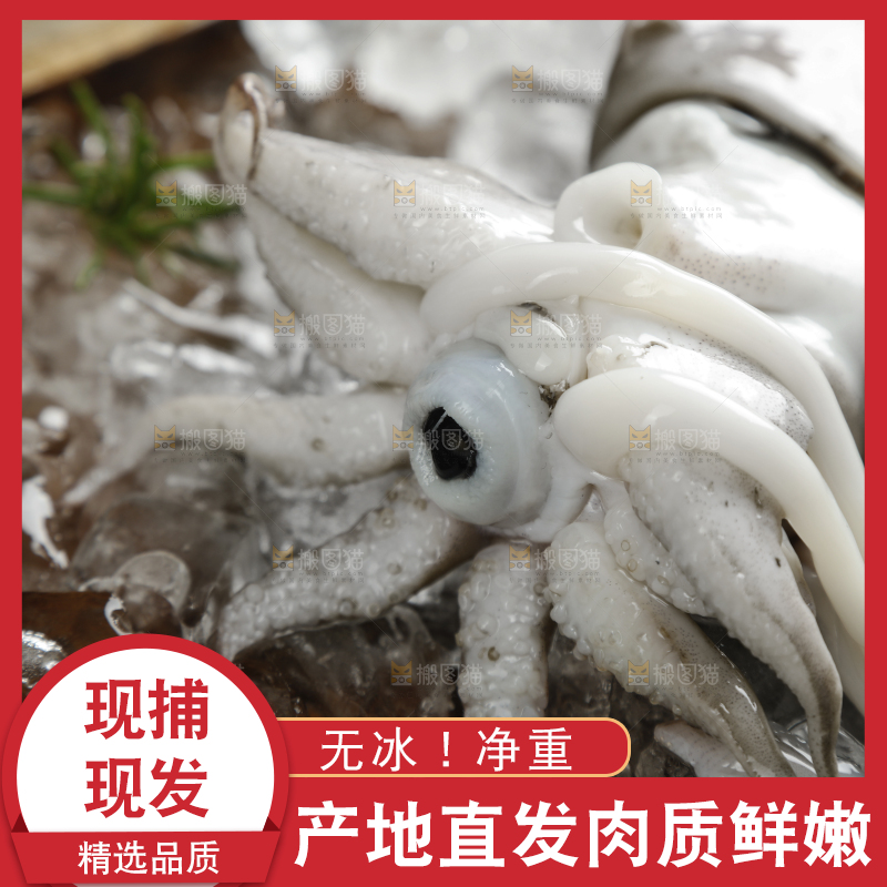 木板里放着北海墨鱼