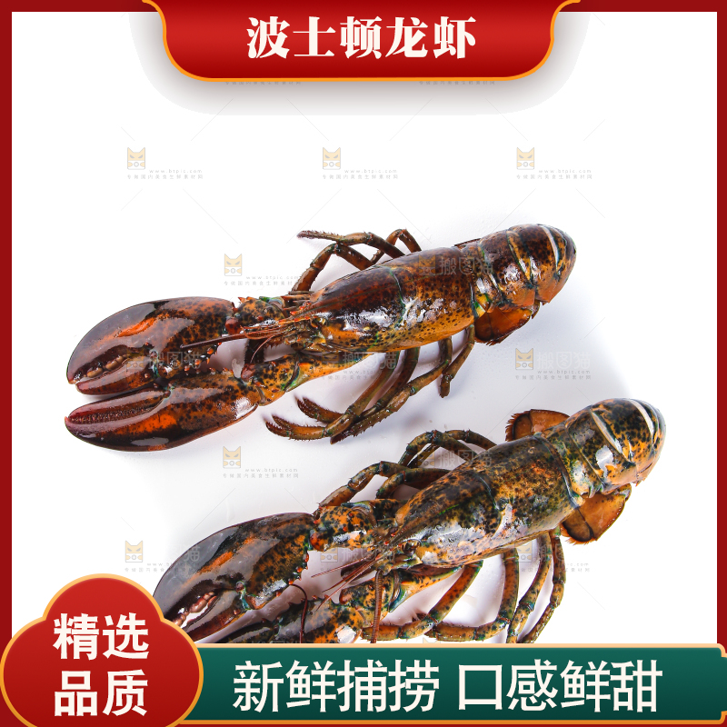 白底上放着波士顿大龙虾