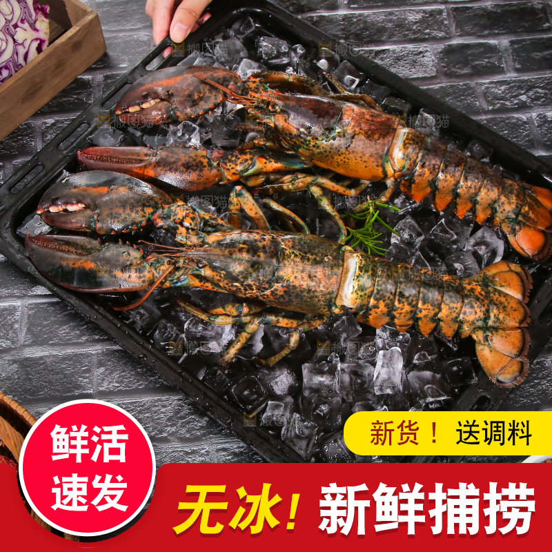 深底上放着澳洲大龙虾