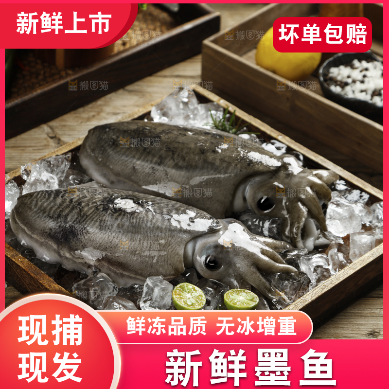 木板里放着北海墨鱼