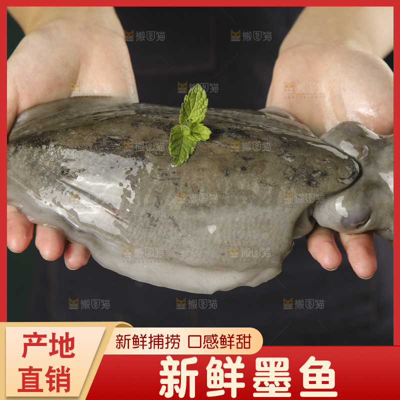 手上拿着墨鱼