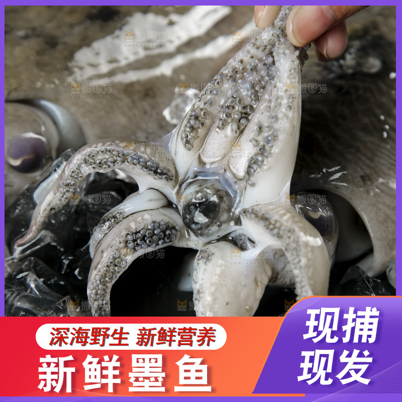手上拿着北海墨鱼