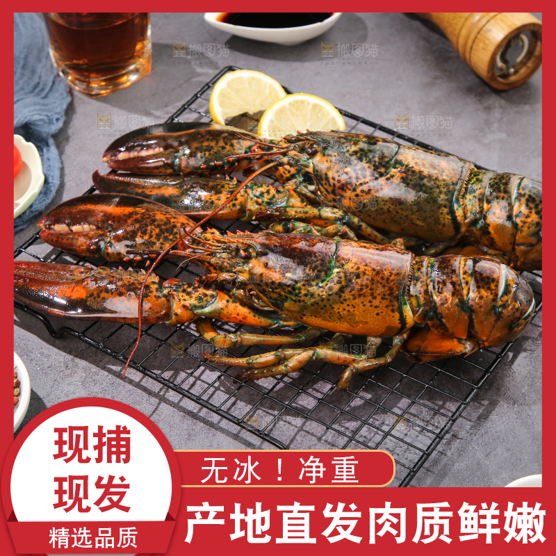 深底上放着澳洲大龙虾