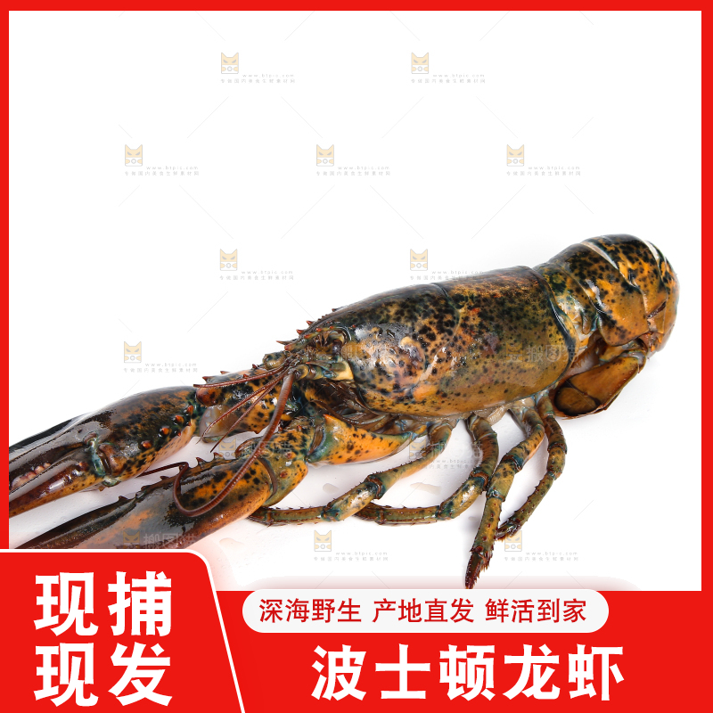 白底上放着波士顿大龙虾