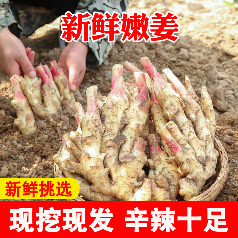 土地上放着一篮红芽嫩姜