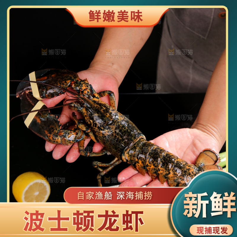 手上捧着澳洲龙虾