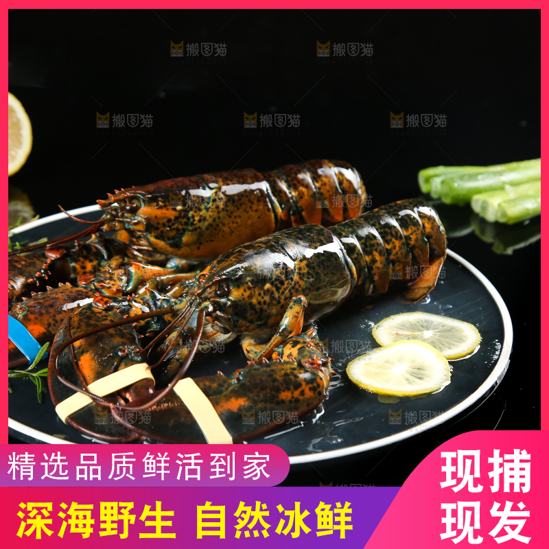 黑底上放着一盘澳洲龙虾