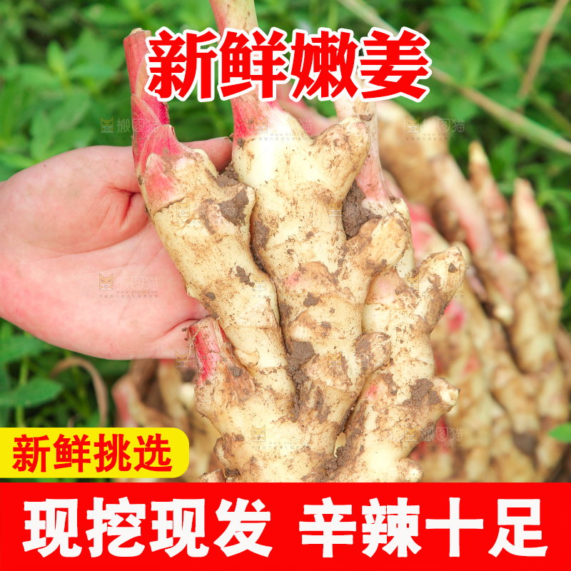 手上拿着嫩姜