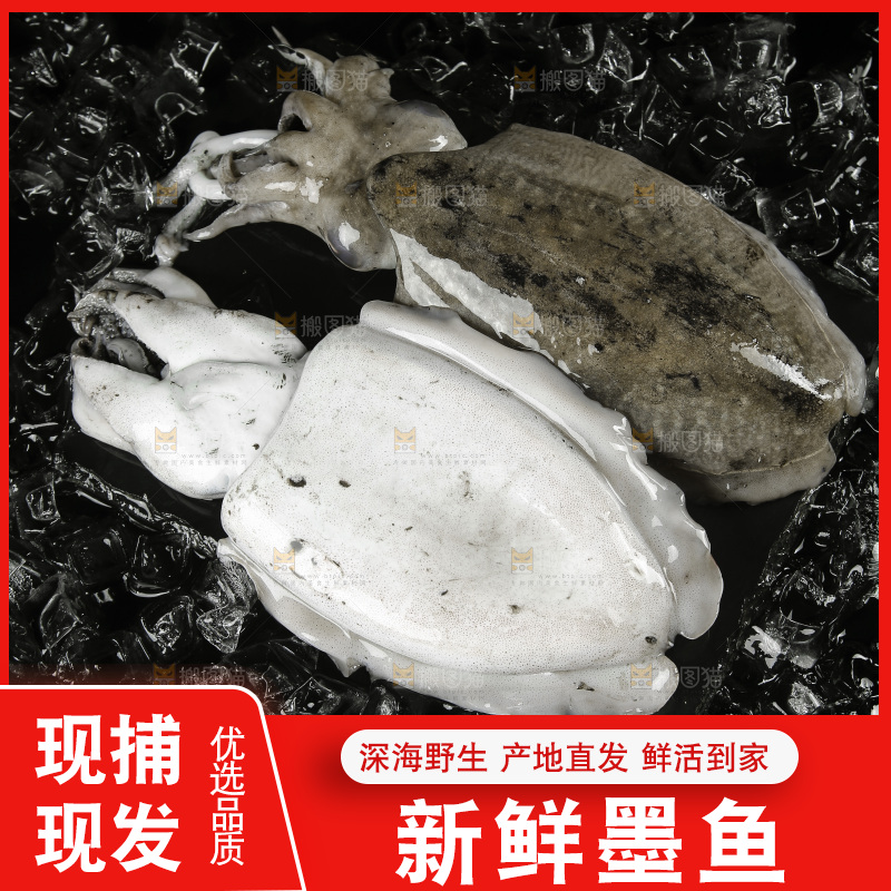 黑底上放着墨鱼