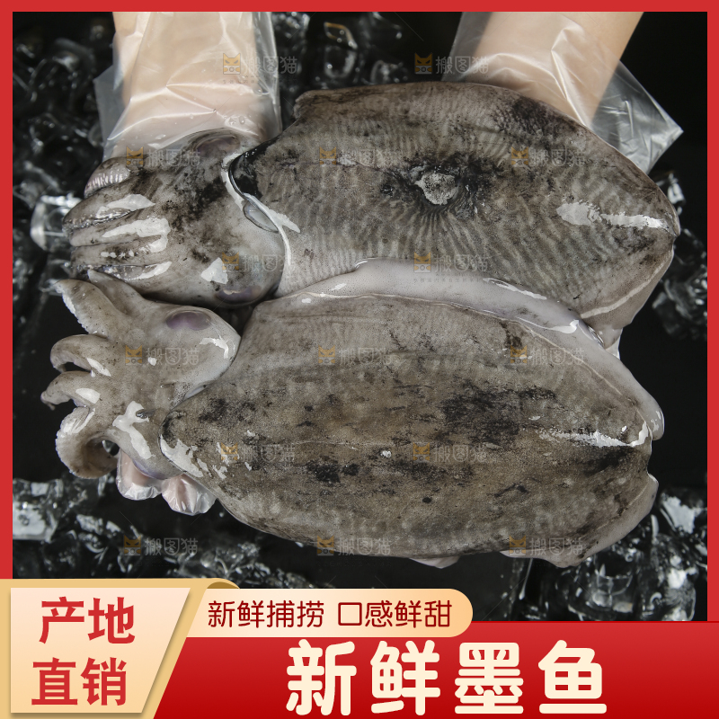 手上捧着大墨鱼