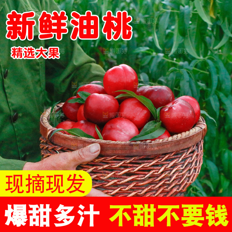 农民手上端着一筐红油桃