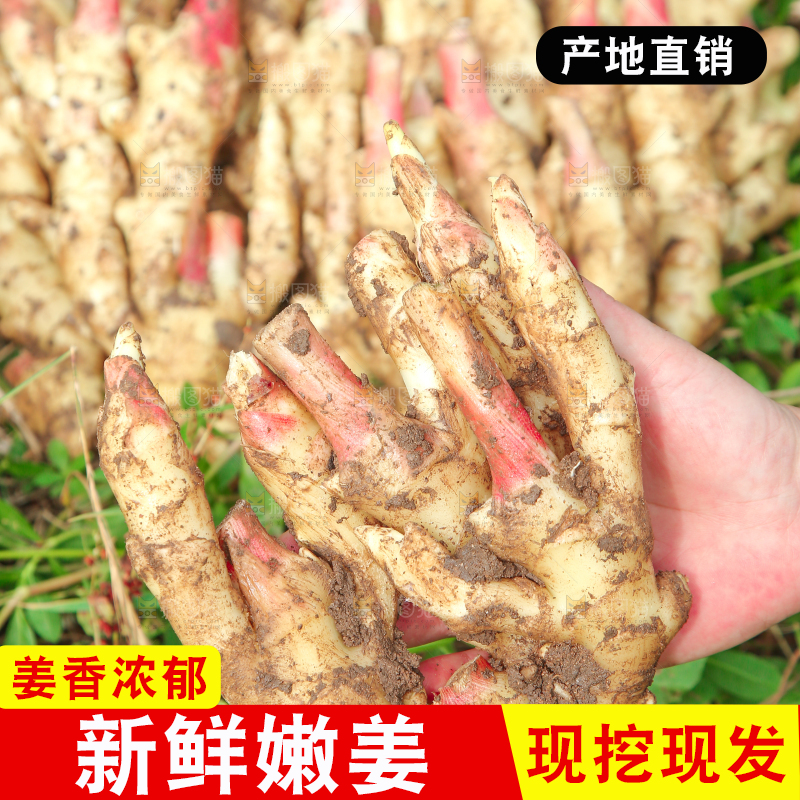 手上拿着的嫩姜