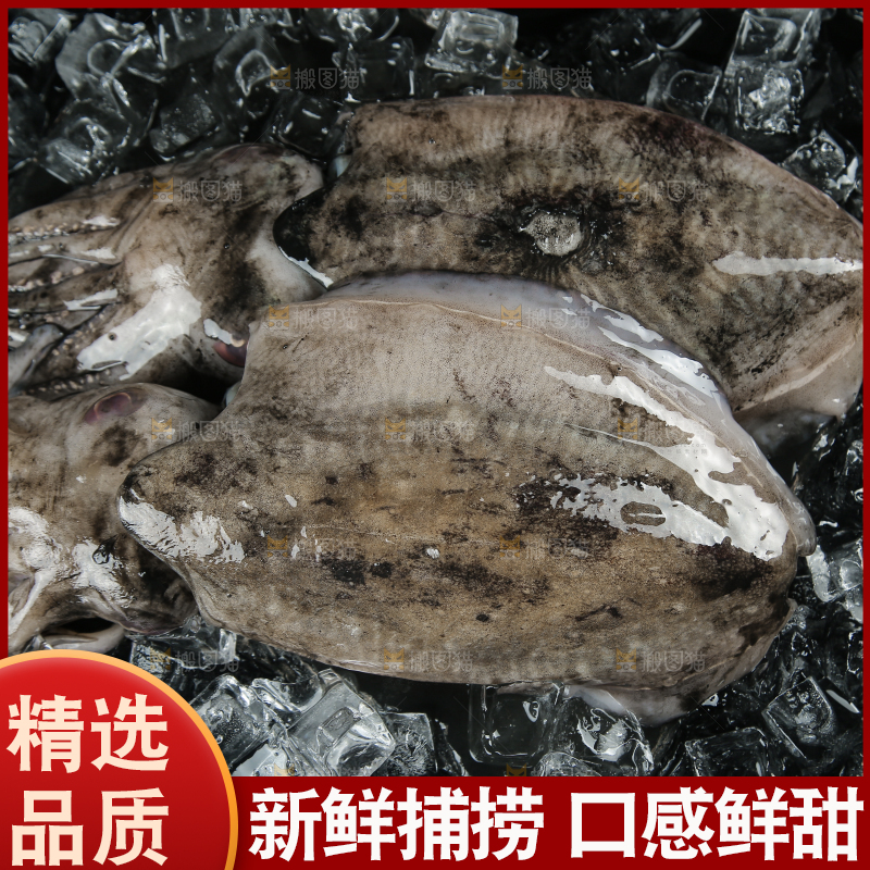 黑底上放着墨鱼