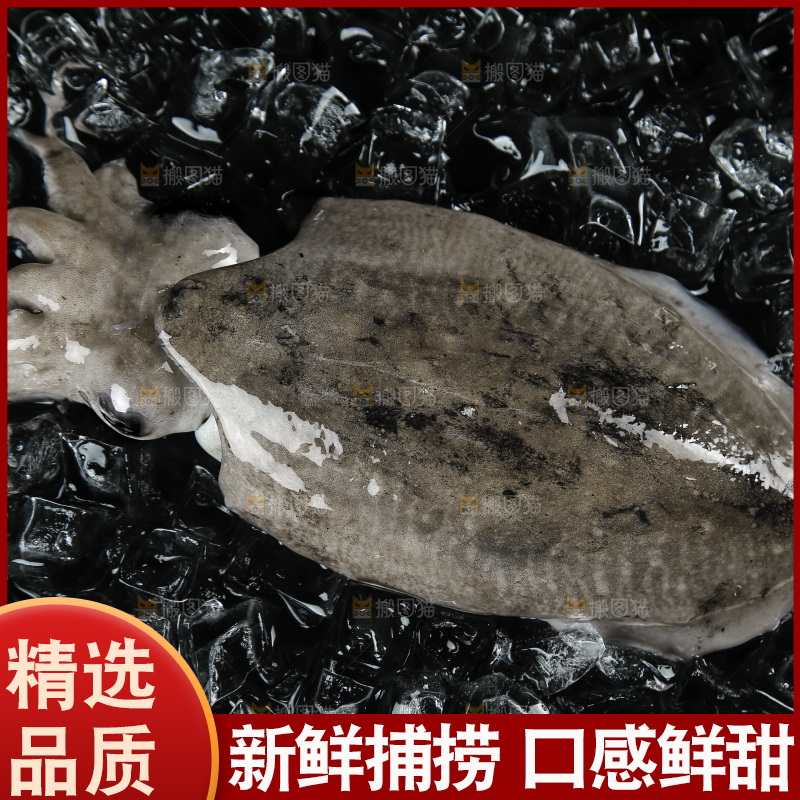 黑底上放着墨鱼