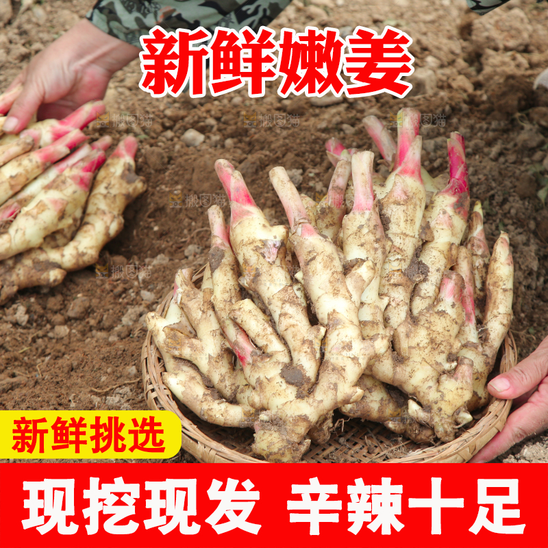 篮子里放着红芽嫩姜