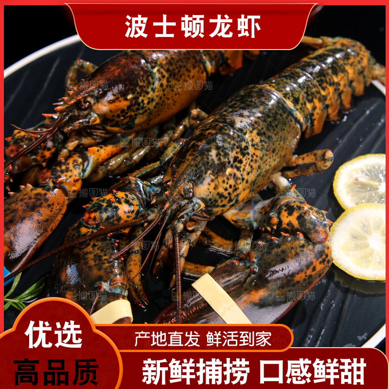 黑底上放着一盘澳洲龙虾