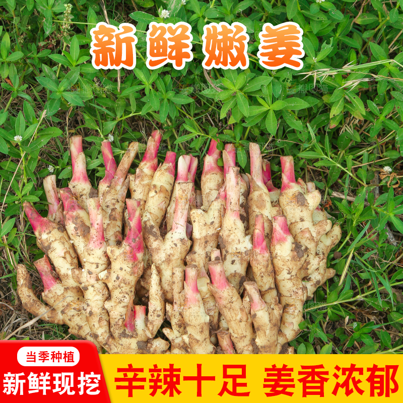 草地上放着嫩姜芽