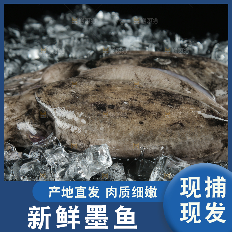 黑底上放着墨鱼