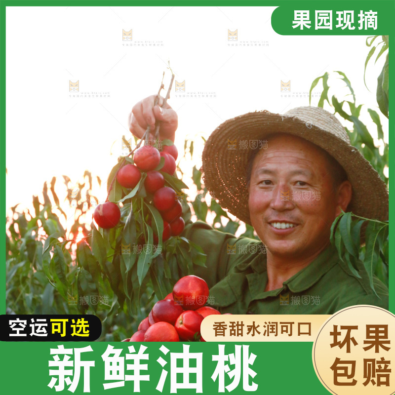 农民手上拿着红油桃