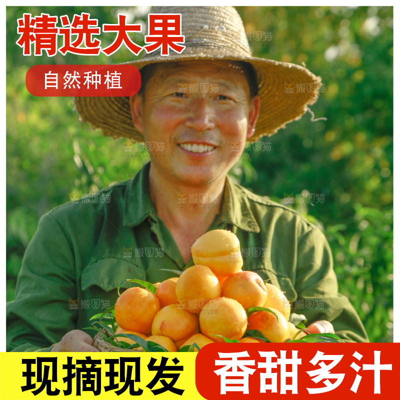 农民手上端着一筐黄油桃