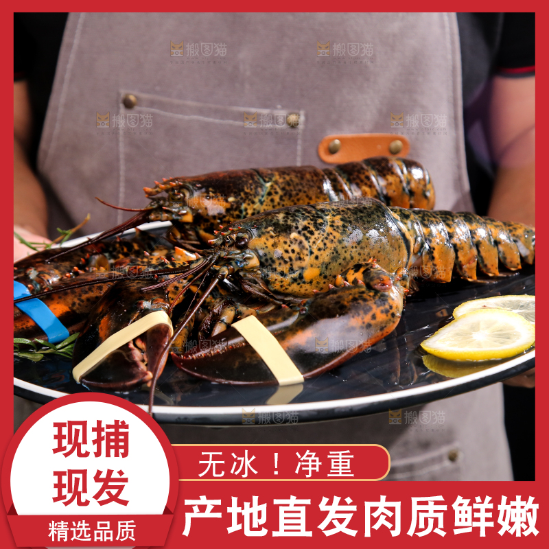 手上端着一盘澳洲龙虾