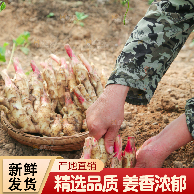 土地里种着的红芽嫩姜