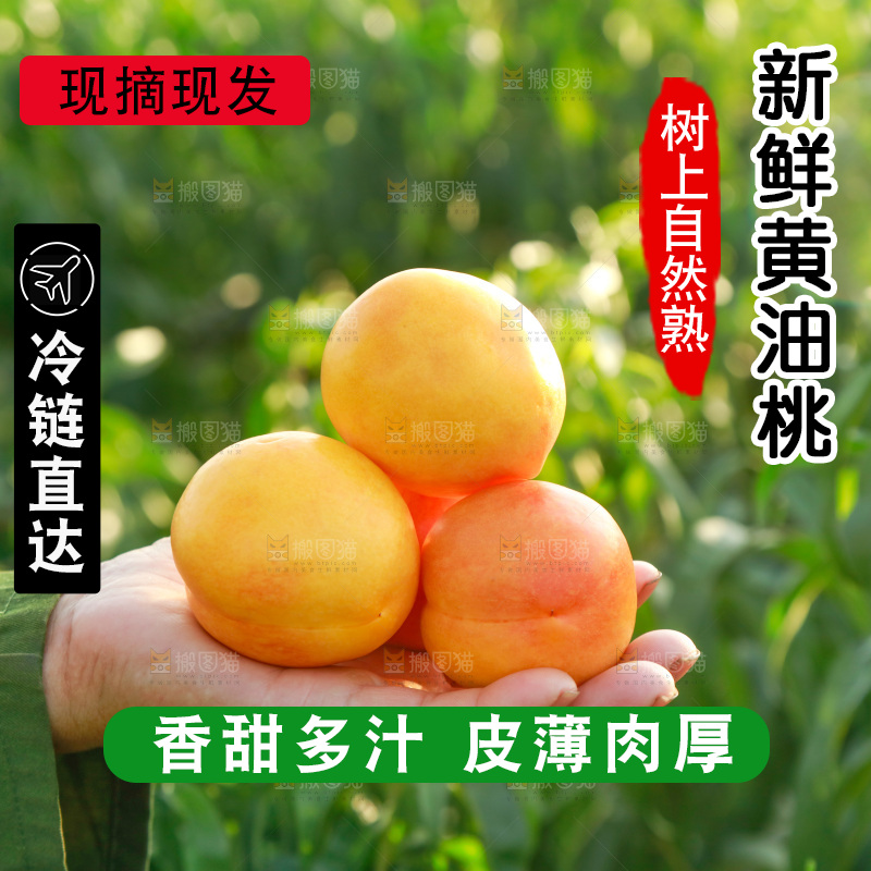 手上放着黄油桃