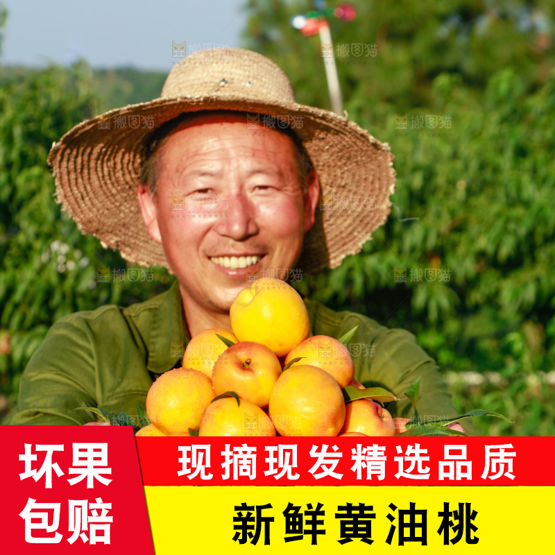 农民手上端着一筐黄油桃