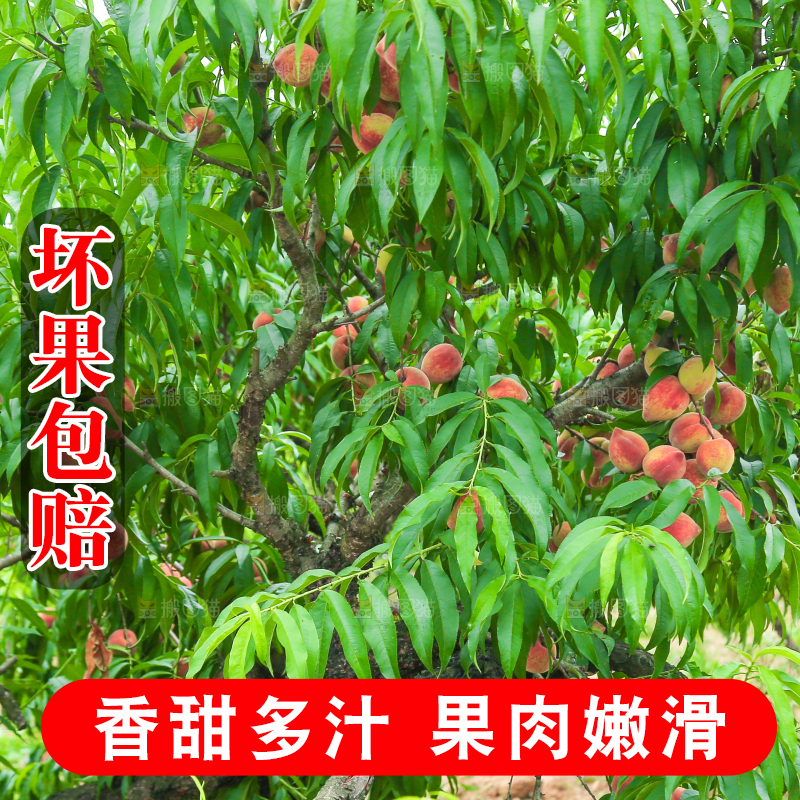一片胭脂红桃子林