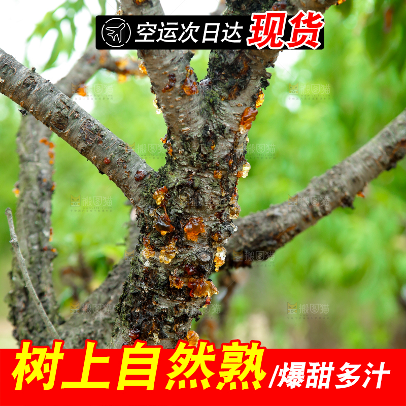 胭脂红桃子树干