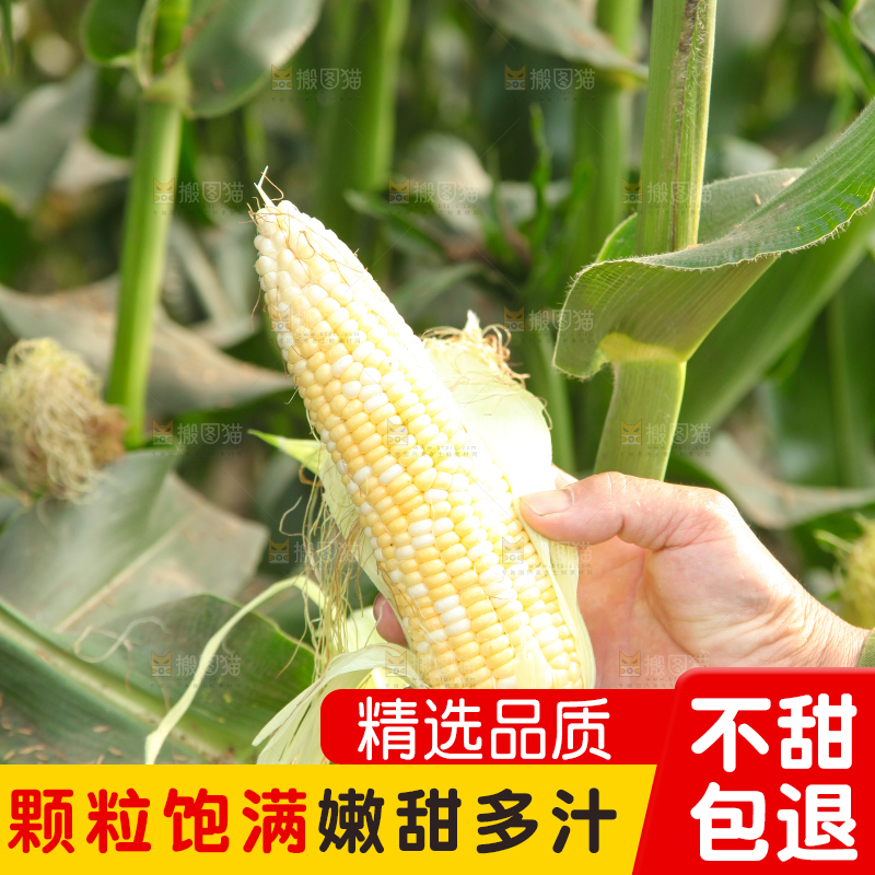 农民手上拿着玉米