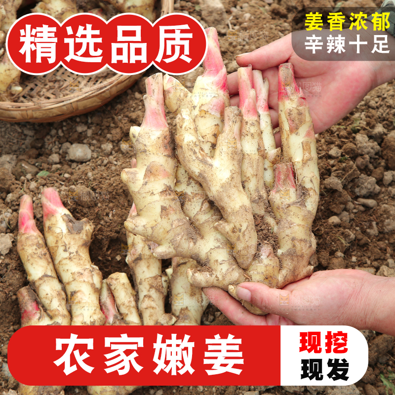 手上拿着的红芽嫩姜
