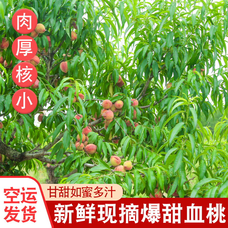 一片胭脂红桃子林