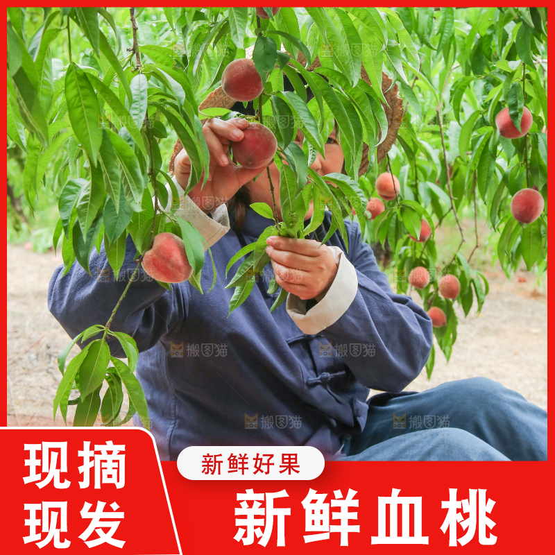 农民正在摘桃子