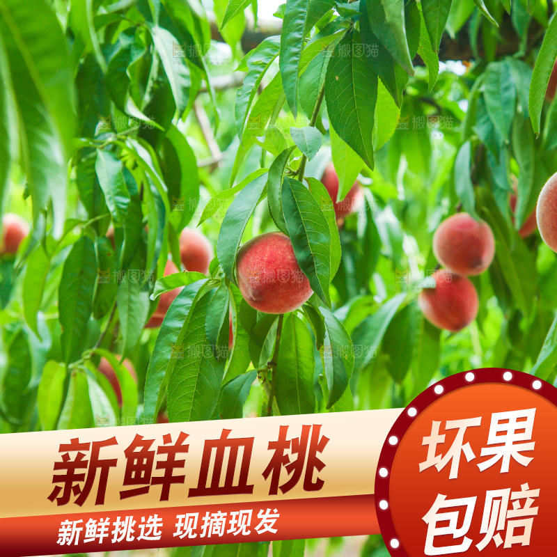 树上结着胭脂红